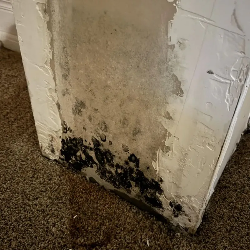 Professional Mold Removal in Gilbert Creek, WV